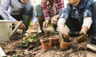 油葵怎么种植 油葵怎么种植方法