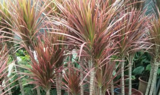 七彩铁树怎么养长得好 七彩铁树怎么养长得好快