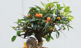 金豆盆景怎么配土（金豆盆景怎么配土壤）