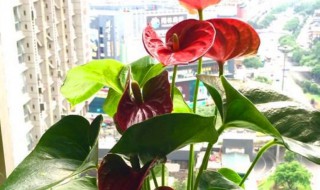 红掌换土怎么换 红掌换土怎么换视频