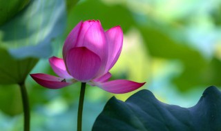 睡莲冬天怎么养护（睡莲冬季养护）