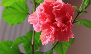 桑叶牡丹花怎么养家庭养法（桑叶牡丹花怎么养家庭养法视频）