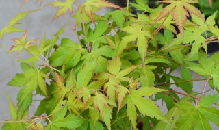 青枫盆景怎么养护方法（青枫盆景怎么养护方法图解）