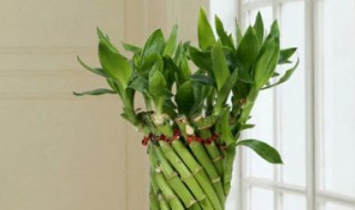 红运竹怎么水培养殖方法 转运竹的养殖方法水培