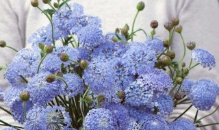 翠珠怎么醒花 翠珠需要深水醒花吗