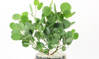 尤加利怎么过冬天（尤加利可以过冬吗）