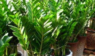 元宝树怎么养才茂盛（元宝树怎样养）