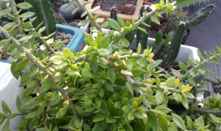 叶仙怎么养才能长粗壮 叶仙如何快速生长