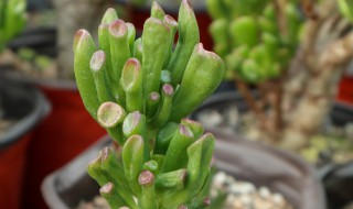 吸财树多肉怎么养成老桩（吸财树多肉怎么养成老桩盆景）