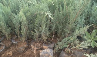 地柏秋天能移栽吗（地柏秋天能移栽吗）