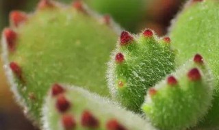 熊掌多肉怎么养长的好（熊掌多肉怎么养肥）