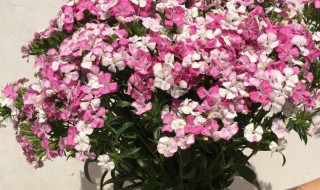 相思梅怎么养护时间长（相思梅怎么养护时间长一些）