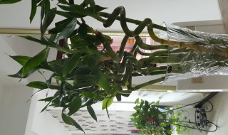 转运珠花怎么养长的好（转运珠花怎么养最好）