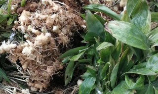 黄精怎么留种子 黄精怎么留种子种植