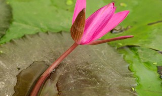 睡莲怎么养长的好 怎样养睡莲