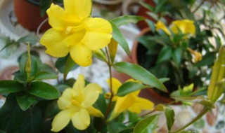 法国香水藤不开花怎么回事（法国香水藤只长叶不开花）