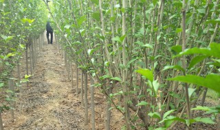 木锦树怎么修剪 木锦怎么养