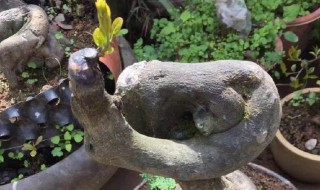 金弹子不发芽怎么办 金弹子没有发芽怎么办