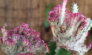 龙珠花怎么养殖方法（九龙珠花怎么养殖）