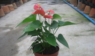 红掌种子怎么种植（红掌种子怎么种植的）