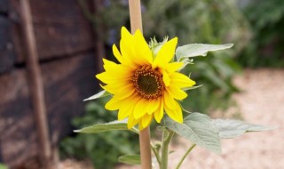 太阳花怎么留种子（太阳花怎么留种子图片）