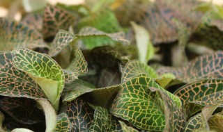 金线莲种子怎么种植（金线莲种子怎么种植方法）