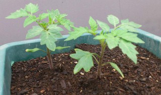 小西红柿种子怎么种植 小西红柿种子怎么种植盆栽