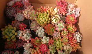 彩虹多肉怎么繁殖（彩虹多肉的繁殖育苗）