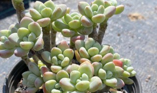 多肉劳尔怎么度夏安全 多肉劳尔怎样度夏