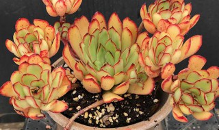 灵隐多肉怎么养长的好 多肉灵隐好养吗