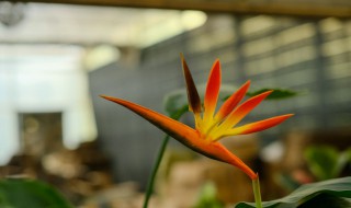 鹤望兰怎么过冬天（鹤望兰如何越冬）