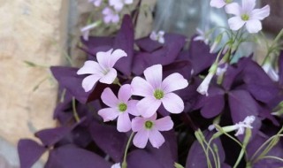 紫叶酢浆草怎么分株方法 酢浆草如何分株