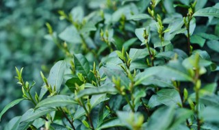 茶树怎么养家庭养法 茶树怎么养家庭养法图解