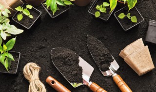 橡果怎么发芽快 橡果发芽快的种植方法