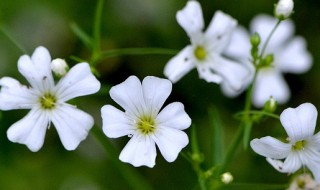 缕丝花怎么养殖方法 有关养殖缕丝花的方法