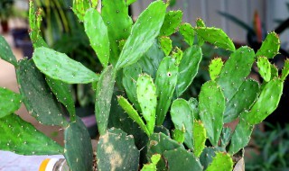 仙人剑怎么剪枝 仙人剑剪枝方法