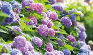 绣球怎么缓苗（绣球花缓苗期如何养护）