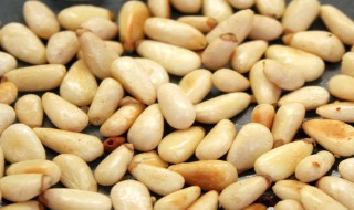 松子怎么发芽快（松子怎么发芽快呢）