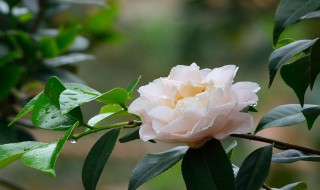 茶花怎么剪枝 茶花怎么剪枝?