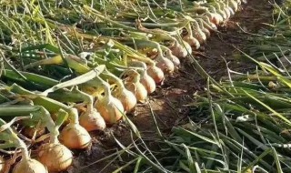 洋葱怎么繁殖 洋葱怎么繁殖种子