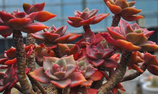 旭鹤多肉怎么养长的好（旭鹤多肉怎么养长的好）