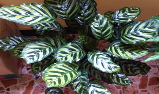 竹芋怎么配土（竹芋用什么土种植）