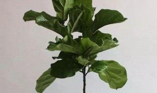 琴叶榕冬天怎么养护 榕叶琴冬天要怎么养