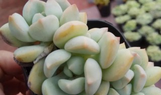 格林多肉怎么养出状态（格林多肉状态图片）