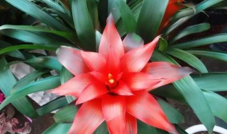 红色富贵竹怎么养才能更旺盛（红色富贵竹怎么养才能更旺盛图片）