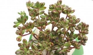 小人祭怎么爆盆（小人祭怎么繁殖）