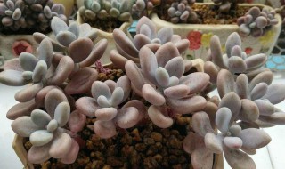 桃蛋老桩怎么养（桃蛋老桩怎么养才粗）