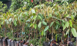 榴莲种子怎么种植 榴莲种子怎么种植?