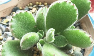 多肉紫米怎么爆盆 紫心多肉怎么爆盆