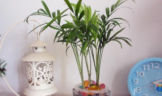 水培椰子怎么养才能更旺盛 水培椰子树的养殖方法